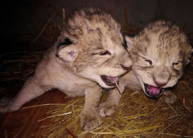 Další lvíčata uhynula v Liberecké Zoo. Je to proklétí říkají ošetřovatelé