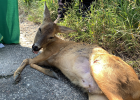 Srnka trpěla po nehodě skoro dvě hodiny. Nedařilo se sehnat myslivce. Nepomohla ani městská policie, která dělala, co mohla