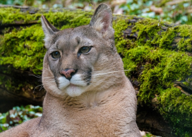 Muže na Slovensku roztrhala puma, choval ji jako mazlíčka